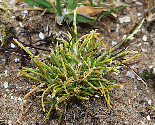 Mibora minima